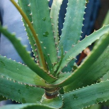 Aloe dawei (2336 відвідувань) Фото Марины Николаевны Гайдаржи (Киев). Растение из кие... Aloe dawei