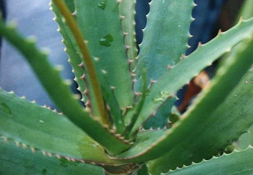 Aloe dawei (2337 відвідувань) Фото Марины Николаевны Гайдаржи (Киев). Растение из кие... Aloe dawei