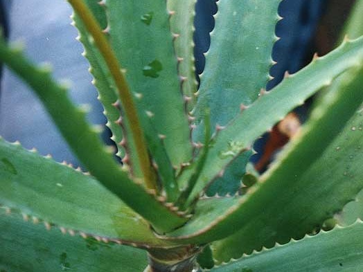 Aloe dawei (2339 відвідувань) Фото Марины Николаевны Гайдаржи (Киев). Растение из кие... Aloe dawei