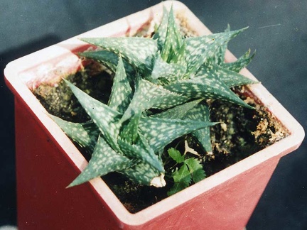 Aloe descoingsii (2504 відвідувань) Фото Марины Николаевны Гайдаржи (Киев). Растение из кие... Aloe descoingsii