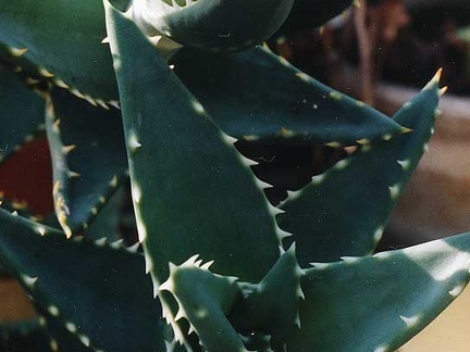 Aloe distans (2486 відвідувань) Фото Марины Николаевны Гайдаржи (Киев). Растение из кие... Aloe distans