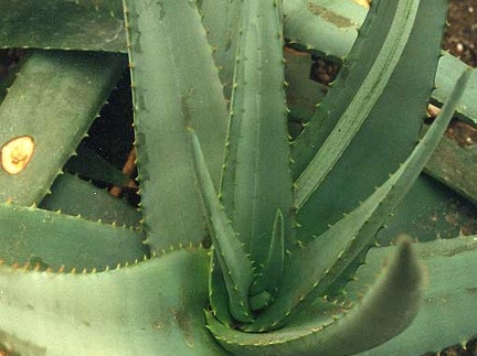 Aloe elegans (2323 відвідувань) Фото Марины Николаевны Гайдаржи (Киев). Растение из кие... Aloe elegans