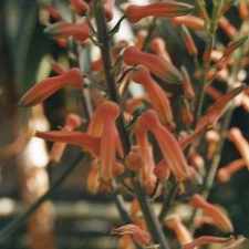 Aloe grandidentata (2330 відвідувань) Фото Марины Николаевны Гайдаржи (Киев). Растение из кие... Aloe grandidentata