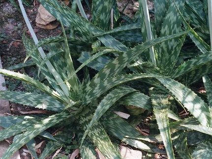Aloe grandidentata (2348 відвідувань) Фото Марины Николаевны Гайдаржи (Киев). Растение из кие... Aloe grandidentata