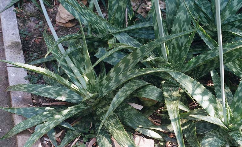 aloe-grandidentals2.jpg
