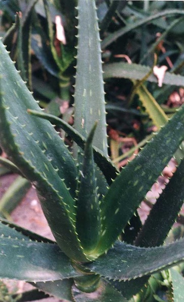 aloe-harlans.jpg