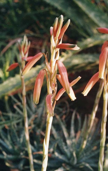 aloe-humilis.jpg