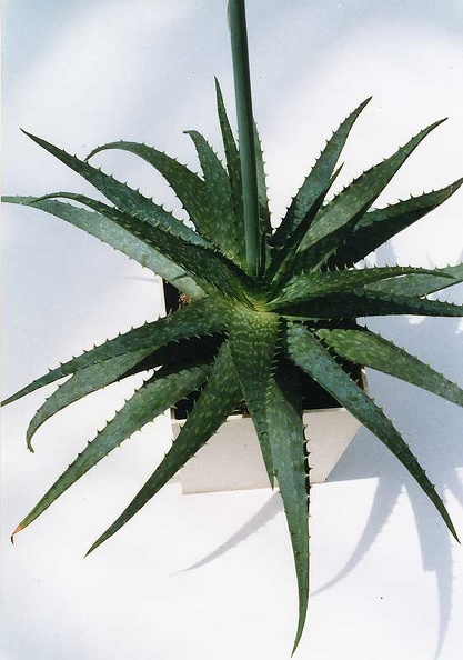 aloe-hybr1.jpg