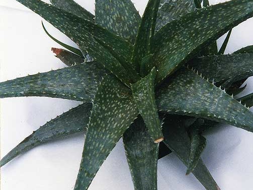 Aloe hybr. (2566 відвідувань) Фото Марины Николаевны Гайдаржи (Киев). Растение из кие... Aloe hybr.
