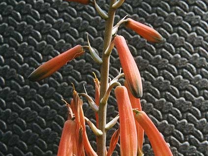 Aloe hybr. (2475 відвідувань) Фото Марины Николаевны Гайдаржи (Киев). Растение из кие... Aloe hybr.