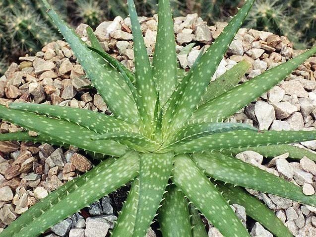 Aloe hybr. (2516 відвідувань) Фото Марины Николаевны Гайдаржи (Киев). Растение из кие... Aloe hybr.