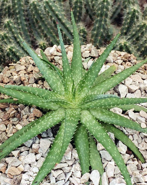 aloe-hybr4.jpg