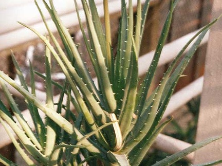 Aloe hybr. (2508 відвідувань) Фото Марины Николаевны Гайдаржи (Киев). Растение из кие... Aloe hybr.