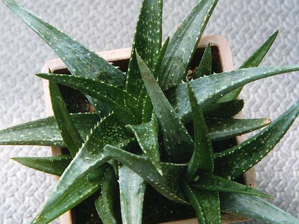 Aloe hybr. (2489 відвідувань) Фото Марины Николаевны Гайдаржи (Киев). Растение из кие... Aloe hybr.