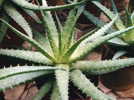 Aloe hybr. (2552 відвідувань) Фото Марины Николаевны Гайдаржи (Киев). Растение из кие... Aloe hybr.