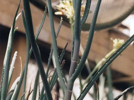 Aloe isaloensis (2538 відвідувань) Фото Марины Николаевны Гайдаржи (Киев). Растение из кие... Aloe isaloensis