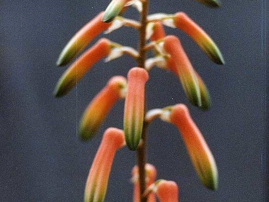 Aloe isaloensis (2524 відвідувань) Фото Марины Николаевны Гайдаржи (Киев). Растение из кие... Aloe isaloensis