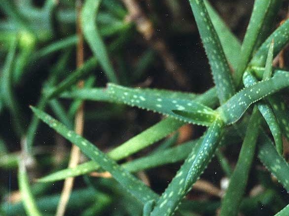 Aloe jacksonii (2391 відвідувань) Фото Марины Николаевны Гайдаржи (Киев). Растение из кие... Aloe jacksonii