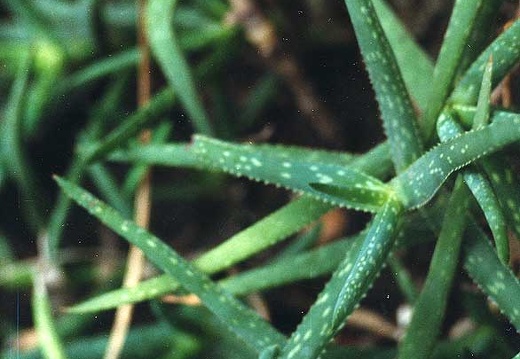 Aloe jacksonii (2390 відвідувань) Фото Марины Николаевны Гайдаржи (Киев). Растение из кие... Aloe jacksonii