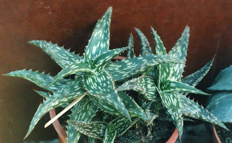 aloe-jucunda1.jpg