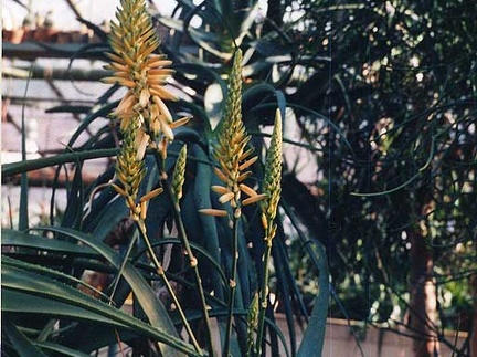 Aloe lutescens (2401 відвідувань) Фото Марины Николаевны Гайдаржи (Киев). Растение из кие... Aloe lutescens