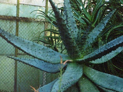 Aloe marlothii (2462 відвідувань) Фото Марины Николаевны Гайдаржи (Киев). Растение из кие... Aloe marlothii