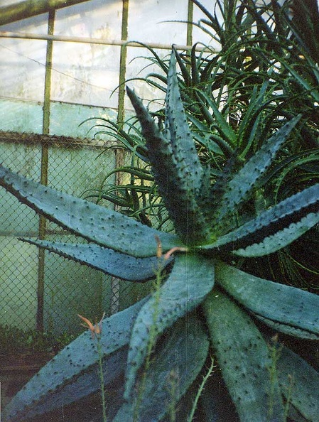 aloe-marlothii.jpg