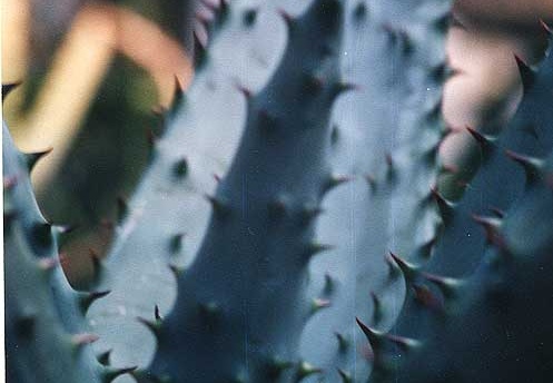 Aloe marlothii (2452 відвідувань) Фото Марины Николаевны Гайдаржи (Киев). Растение из кие... Aloe marlothii