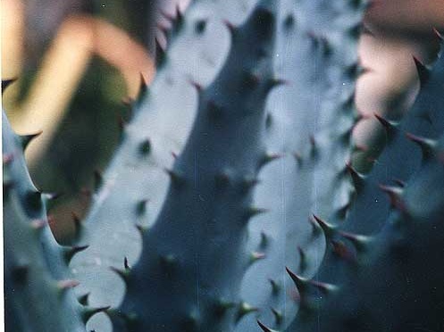 Aloe marlothii (2454 відвідувань) Фото Марины Николаевны Гайдаржи (Киев). Растение из кие... Aloe marlothii