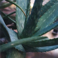 Aloe mudenensis (2312 відвідувань) Фото Марины Николаевны Гайдаржи (Киев). Растение из кие... Aloe mudenensis