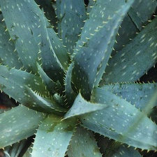 Aloe obscura (2450 відвідувань) Фото Марины Николаевны Гайдаржи (Киев). Растение из кие... Aloe obscura