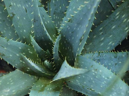 Aloe obscura (2454 відвідувань) Фото Марины Николаевны Гайдаржи (Киев). Растение из кие... Aloe obscura