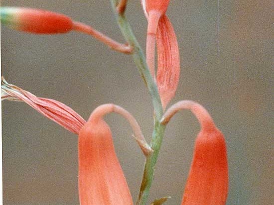 Aloe parvula (2346 відвідувань) Фото Марины Николаевны Гайдаржи (Киев). Растение из кие... Aloe parvula