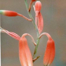 Aloe parvula (2343 відвідувань) Фото Марины Николаевны Гайдаржи (Киев). Растение из кие... Aloe parvula