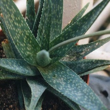 Aloe rauhii (2506 відвідувань) Фото Марины Николаевны Гайдаржи (Киев). Растение из кие... Aloe rauhii