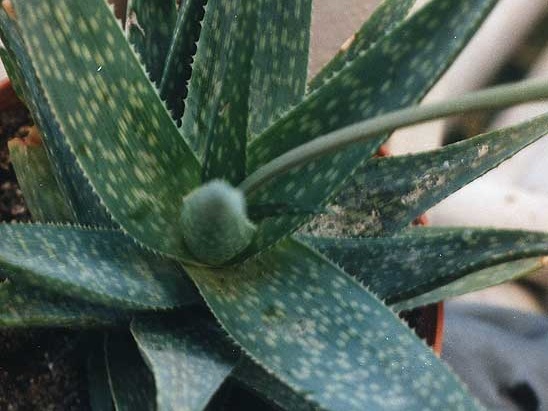 Aloe rauhii (2506 відвідувань) Фото Марины Николаевны Гайдаржи (Киев). Растение из кие... Aloe rauhii