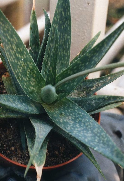 aloe-rauhii.jpg