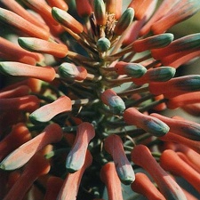 Aloe saponaria (2397 відвідувань) Фото Марины Николаевны Гайдаржи (Киев). Растение из кие... Aloe saponaria