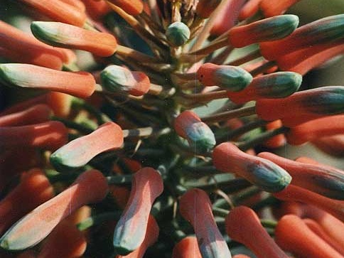 Aloe saponaria (2397 відвідувань) Фото Марины Николаевны Гайдаржи (Киев). Растение из кие... Aloe saponaria