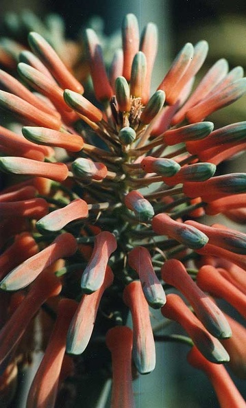 aloe-saponaria.jpg