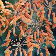 Aloe striata (2423 відвідувань) Фото Марины Николаевны Гайдаржи (Киев). Растение из кие... Aloe striata