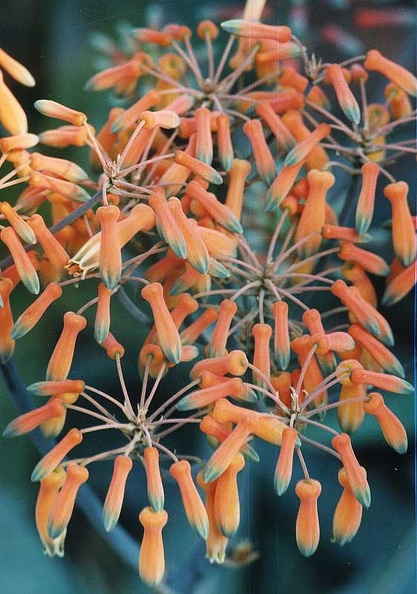 aloe-striata.jpg
