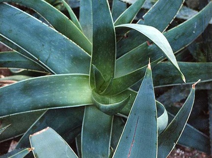 Aloe striata (2633 відвідувань) Фото Марины Николаевны Гайдаржи (Киев). Растение из кие... Aloe striata
