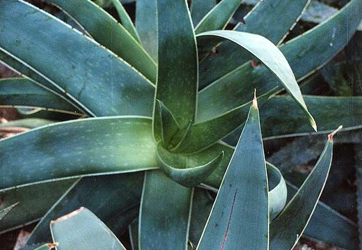 Aloe striata (2632 відвідувань) Фото Марины Николаевны Гайдаржи (Киев). Растение из кие... Aloe striata