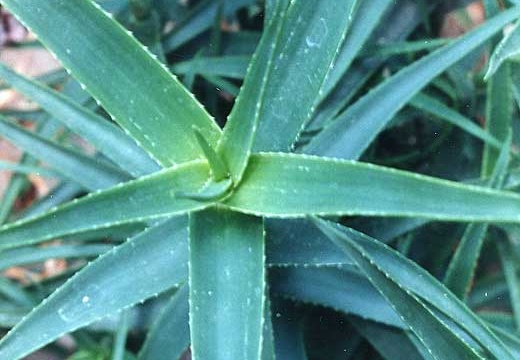 Aloe striatula (2684 відвідувань) Фото Марины Николаевны Гайдаржи (Киев). Растение из кие... Aloe striatula
