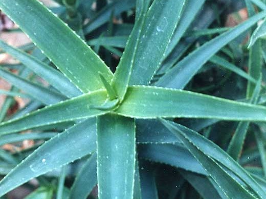 Aloe striatula (2684 відвідувань) Фото Марины Николаевны Гайдаржи (Киев). Растение из кие... Aloe striatula