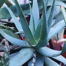Aloe thorncroftii (2718 відвідувань) Фото Марины Николаевны Гайдаржи (Киев). Растение из кие... Aloe thorncroftii