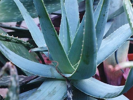 Aloe thorncroftii (2718 відвідувань) Фото Марины Николаевны Гайдаржи (Киев). Растение из кие... Aloe thorncroftii