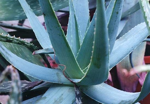 Aloe thorncroftii (2718 відвідувань) Фото Марины Николаевны Гайдаржи (Киев). Растение из кие... Aloe thorncroftii