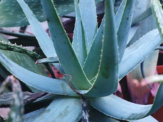Aloe thorncroftii (2718 відвідувань) Фото Марины Николаевны Гайдаржи (Киев). Растение из кие... Aloe thorncroftii